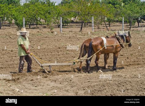 Man Ploughing A Field Using A Traditional Plough Pulled By A Horse In