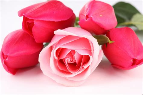 Wallpapers Of Roses Flower Wallpaper Cave