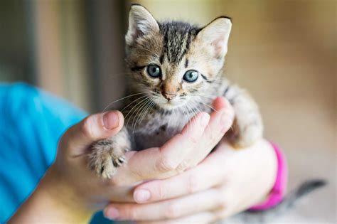 Free Kittens Green Bay