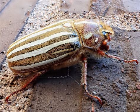 Polyphylla Decemlineata Ten Lined June Beetle 10000 Things Of The Pacific Northwest