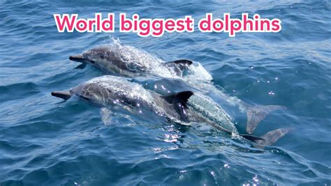 World Biggest Dolphin Lakshs Of Dolphins Beautiful Seen Youtube