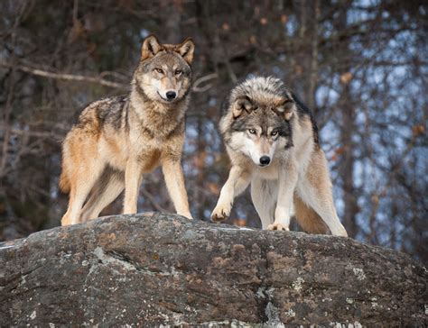 Перевод песни wolves — рейтинг: Study looks at biofences for managing wolves | Great Lakes ...