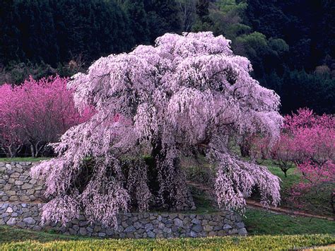 The cherry blossom tree is believed to have been native to the himalayas, but has become one of the most. Japanese Cherry Blossom Tree | Trees and Forest ...