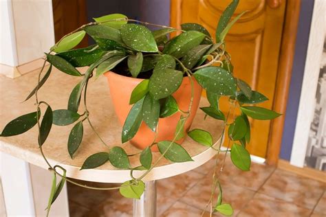 6 Best Climbing And Vining Indoor Plants Definitely Worth Growing