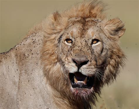 Sneaky Lions in Zambia are Moving Across Areas Thought Uninhabitable ...