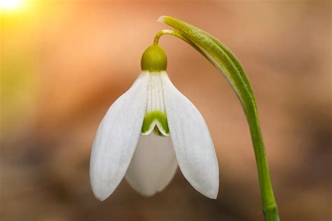 The Folklore And Symbolism Of Snowdrops A To Z Flowers