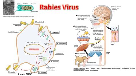 Rabies Virus Introduction Morphology Pathogenecity Lab Diagnosis Tr