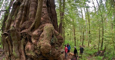Eat Hike Sleep Repeat: Canada's Largest Tree