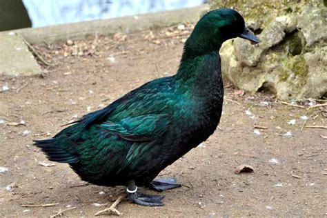 Black Cayuga Duck Profile Eggs Male Vs Female White Bird Baron