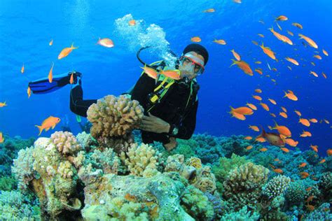 Scuba Diving In India The Best Of Underwaters At These 14 Spots In 2022