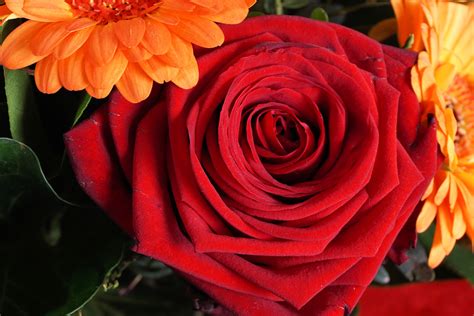 Gambar Alam Menanam Daun Bunga Berkembang Cinta Simbol Mawar