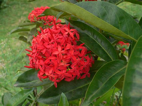 Malaysia memiliki sebuah bunga nasional yang disebutnya sebagai bungai raya. Cekgu dan Bengkel....: JENIS - JENIS TUMBUHAN @ POKOK HIASAN