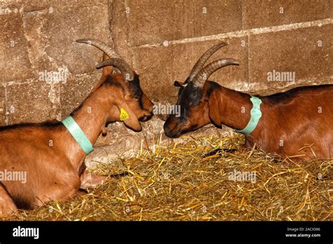 2 Goats Sitting Down Straw Barn Facing Each Other Farm Animals