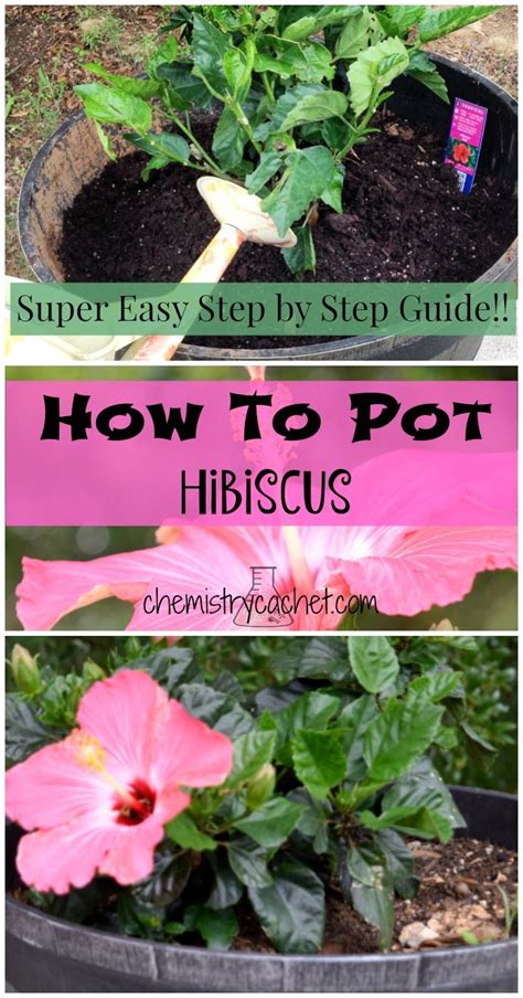 How To Pot Hibiscus With Step By Step Instructions