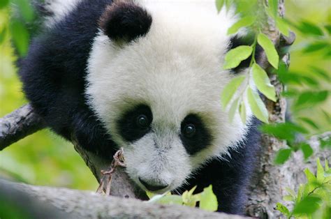 Su Lin Baby Pandas Are Cute I Think I Want One Paige Mandera Flickr
