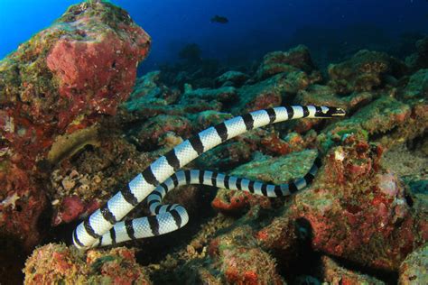 ¿cómo Se Clasifican Las Serpientes Marinas Mis Animales
