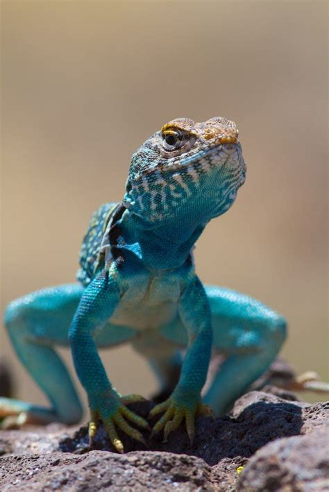 A Blue And White Lizard Sitting On Top Of A Rock