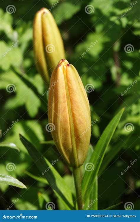 Lily Flower Ordinary In A Bud Stock Photo Image Of Park Spreads