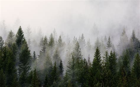 Green Pine Trees With Fog Landscape Pictures Mountain Landscape