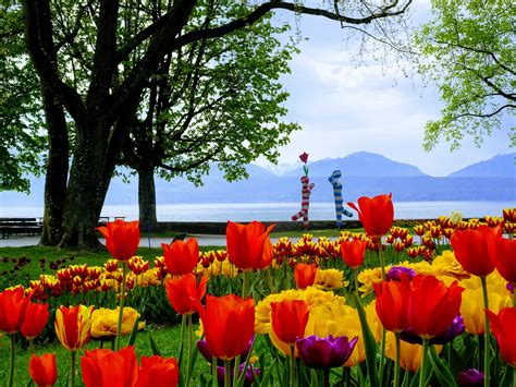 Morges And Its Beautiful Tulip Festival Logic And Laughter