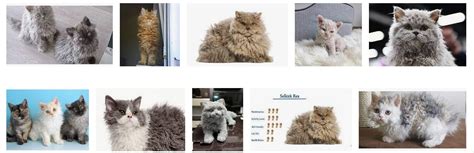 Selkirk Rex Cat Breed Facts And Personality Traits Best Cat Breeds