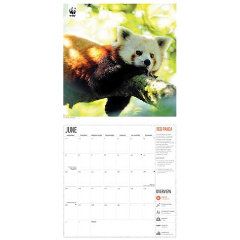Wwf Amazing Wildlife 2023 Wall Calendar Wwf