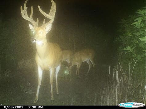 180 Inch Whitetail Flickr Photo Sharing