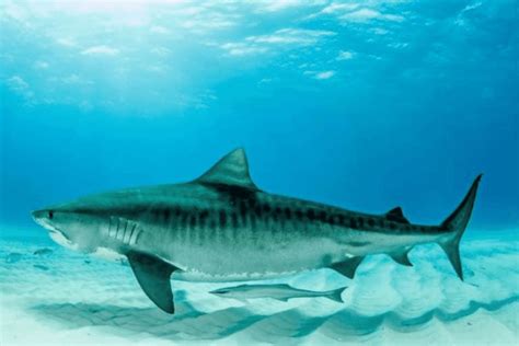Tiger Shark Facts Critterfacts