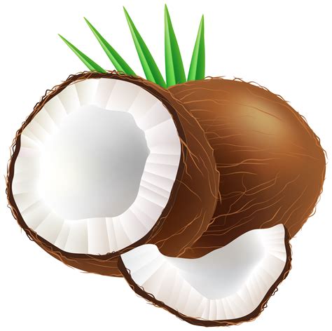 Coconut clipart, Coconut Transparent FREE for download on ...