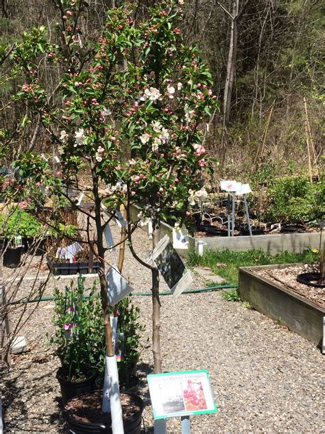Malus ‘donald Wyman Flowering Crabapple 7 Gallon Catskill Native