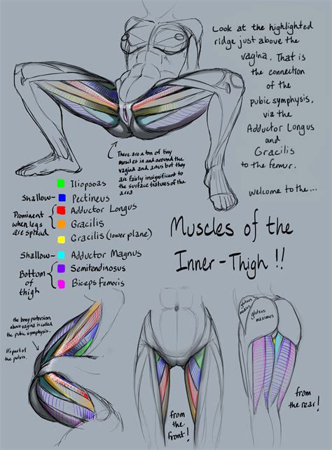 Tutorial Anatomy Muscles Of The Inner Thigh By Rinayun Hentai Foundry