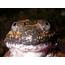 New Fanged Frog Species Discovered In Cambodia ⋆ News English