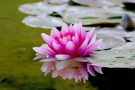 Why Do We Consider The Lotus As Special About Lotus Kamal Flower