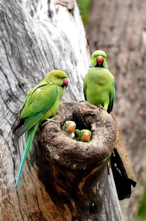61 Best Images About Indian Ringneck Parrots On Pinterest