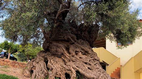 The Worlds Oldest Living Olive Tree Is In Crete Greece
