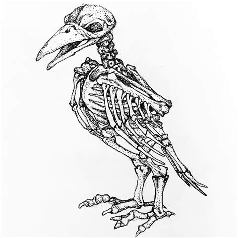 Bird Drawing Images at GetDrawings | Free download