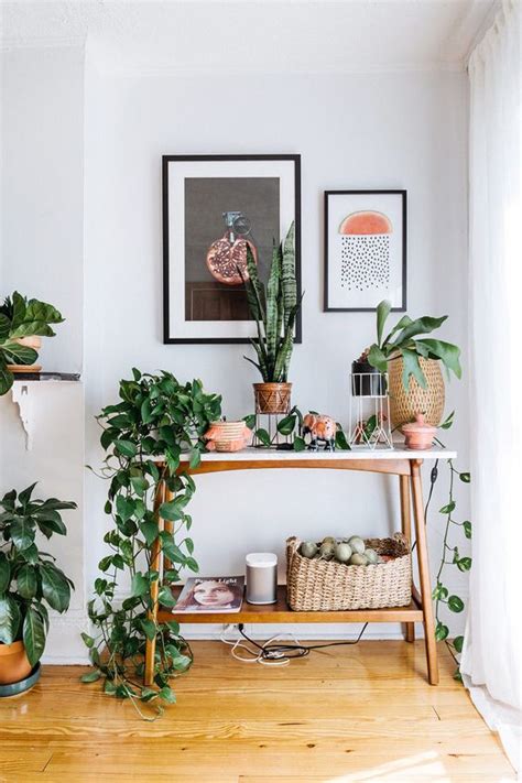 Indoor plants that grow long vines. The Best Indoor Vines and Climbers That Are Easy to Grow