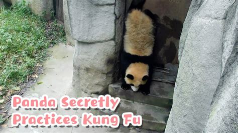 Exclusive Footage Reveals Panda Secretly Practicing Kung Fu Ipanda