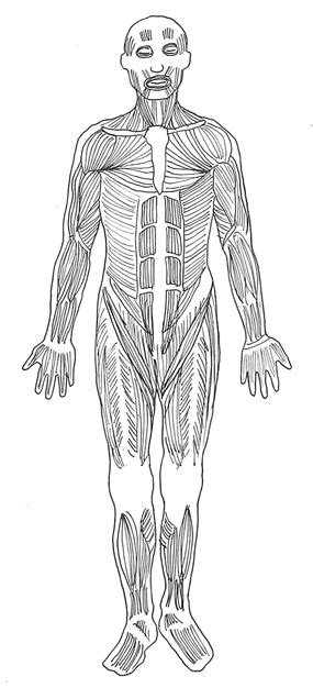 Human Body Diagram Medical Clipart