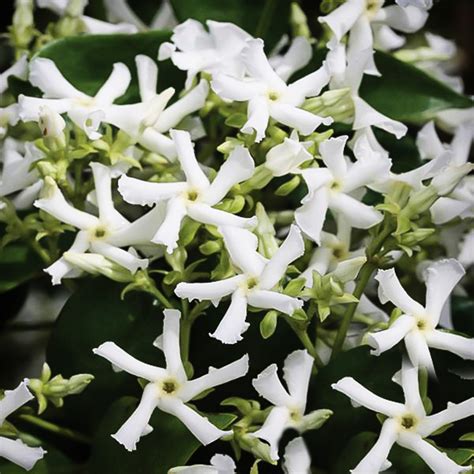 Madison Star Cold Hardy Jasmine For Sale Online The Tree Center