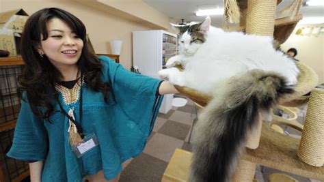 Japan Cat Cafes Given Permission To Keep Cats Up Later Cbs News