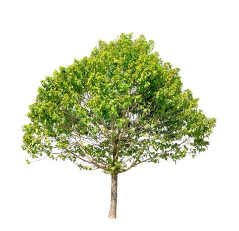 Isolated Green Tree On White Background Stock Photo Image Of Cutout