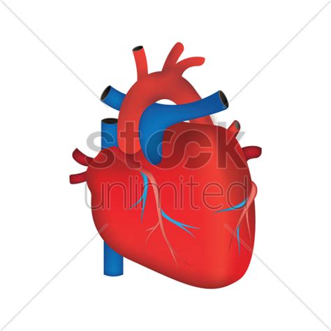 Real Heart Vector At Getdrawings Free Download