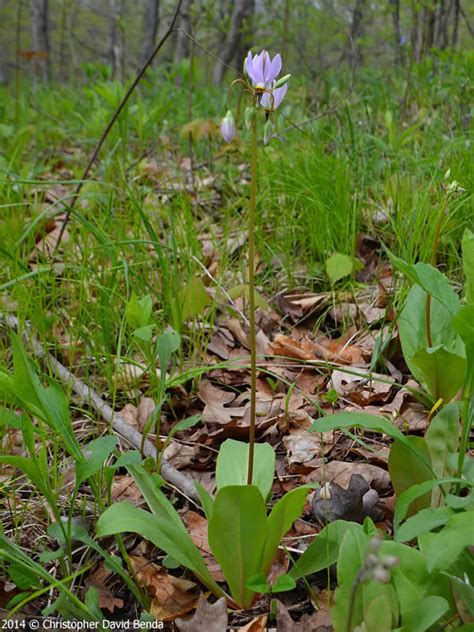 Primula species in this section were formerly considered in a separate genus, dodecatheon. Dodecatheon meadia (Prairie Shooting Star): Minnesota ...