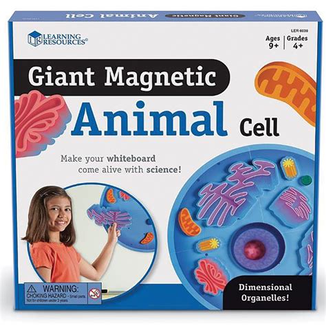 Check spelling or type a new query. Giant Magnetic Animal Cell Model | Carolina.com