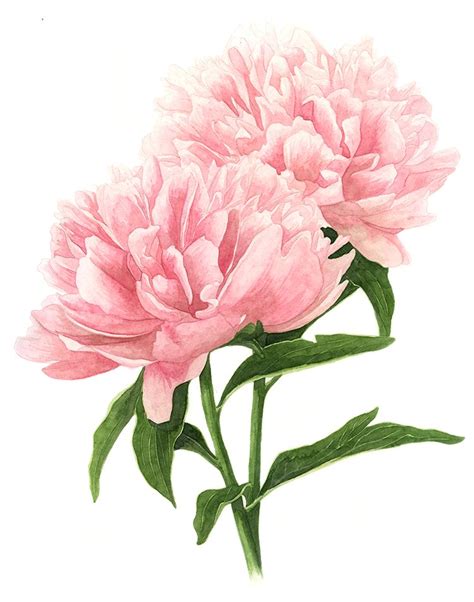 Double Pink Peonies Watercolors Peony Painting Botanical