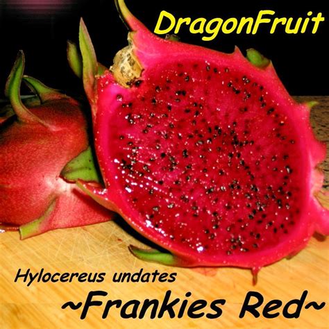 This means they are ready to be picked. Polynesian Produce Stand : ~FRANKIE'S RED~ DragonFruit Red ...