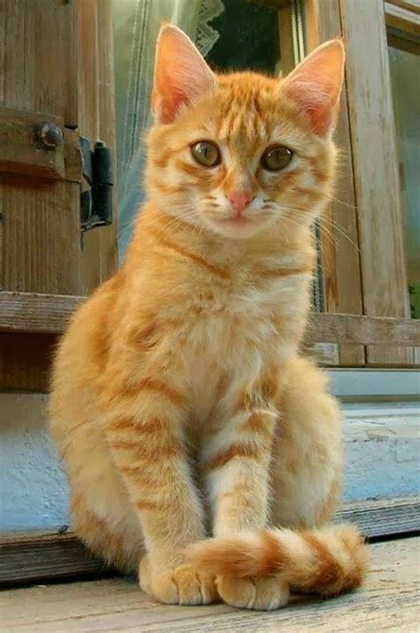 Pinterest Sweetness Orange Tabby Cats