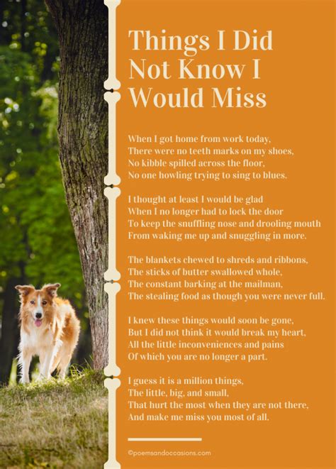 Beautiful Pet Loss Poems To Grieve A Beloved Pet Poems And Occasions