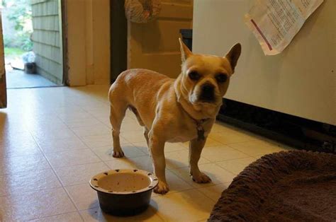 Search our pet adverts for puppies dogs. French Bulldog Chihuahua Mix | PETSIDI